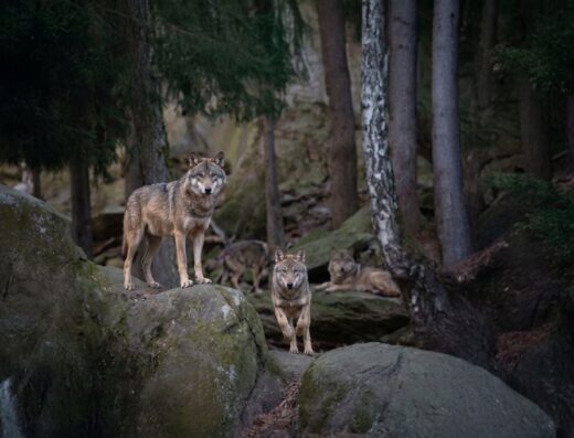 Tierpark Biel-Bözingen wölfe Symbolbild KI